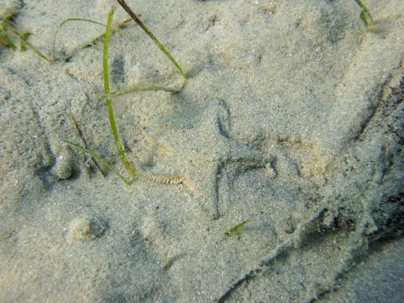 Astropecten jonstoni (Delle Chiaje, 1827)